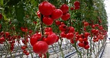Beef Bang F1Tomato Seeds 1000 seeds