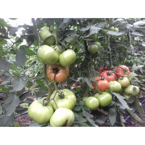 BEEF - Enki Tomato Seeds Beef - 500 seeds