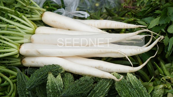 Denali Radish Seeds