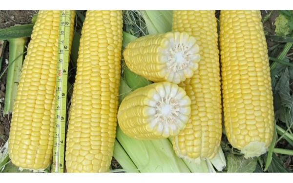 Sunrise Sweet Corn Seeds