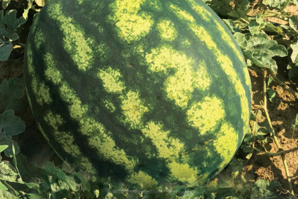 Gallery Watermelon Seeds