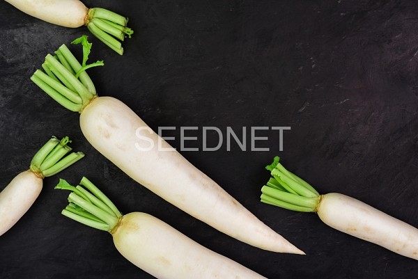 Mino Summer Cross Radish Seeds