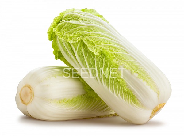 Enduro Chinese Cabbage Seeds
