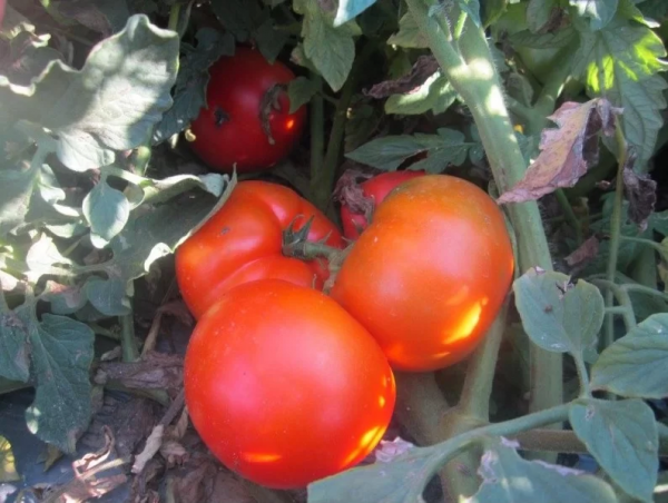 Shourouq F1 Tomato Seeds 500 seeds