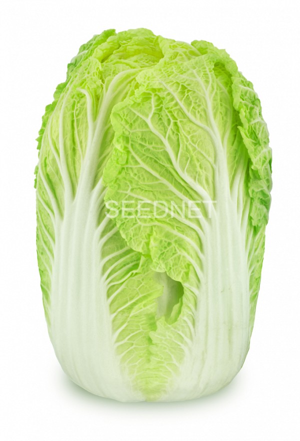 One Kilo SB F1 Chinese Cabbage