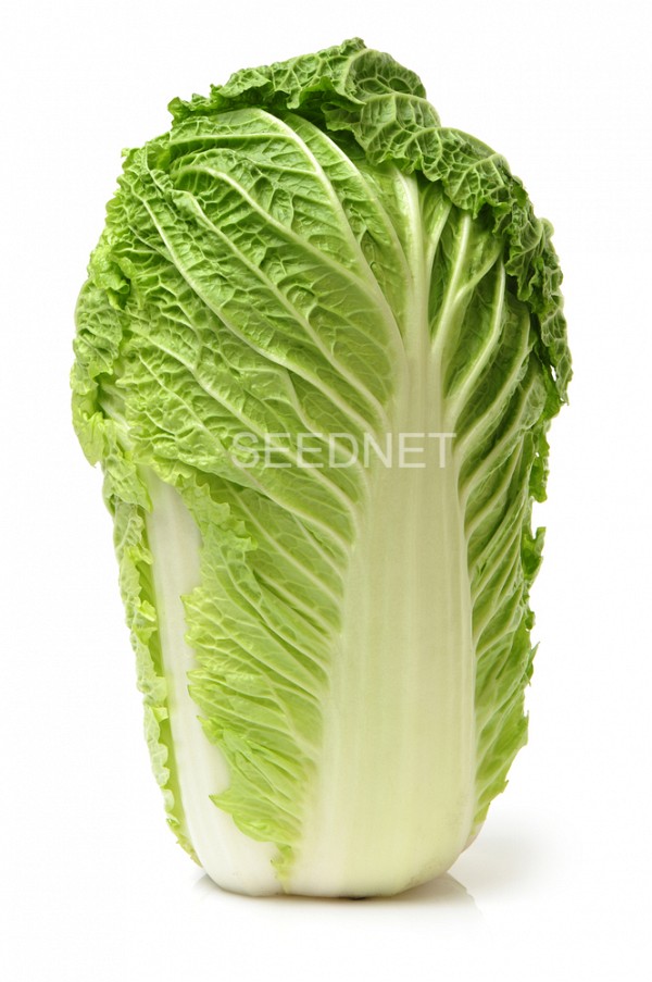 Marrio F1 Chinese Cabbage Seeds
