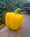 Durries pepper seeds blocky yellow