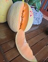 Parilla F1 Melon Seeds 500 seeds