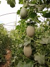 Parilla F1 Melon Seeds 500 seeds