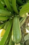 Colosseo zucchini seeds standard