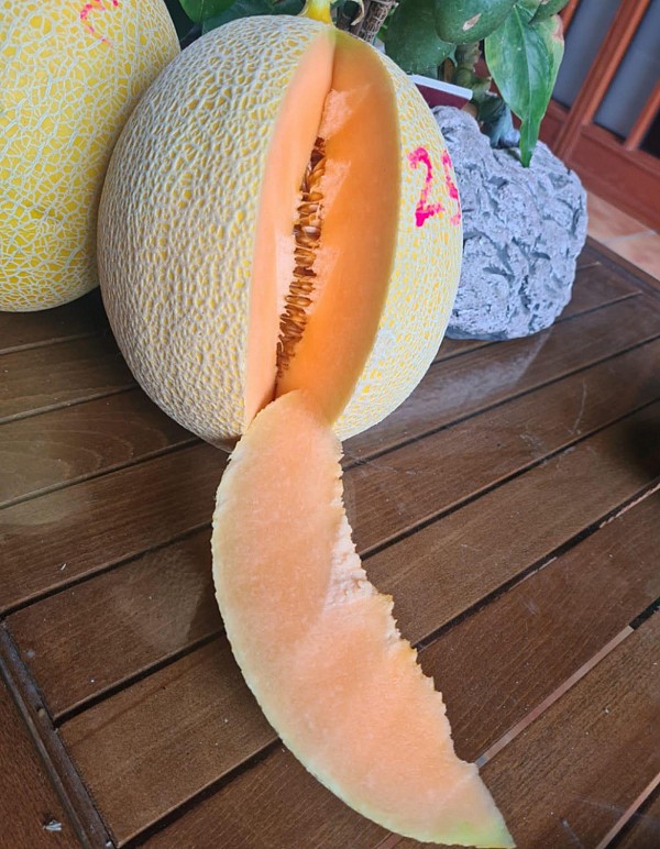 Parilla F1 Melon Seeds 500 seeds
