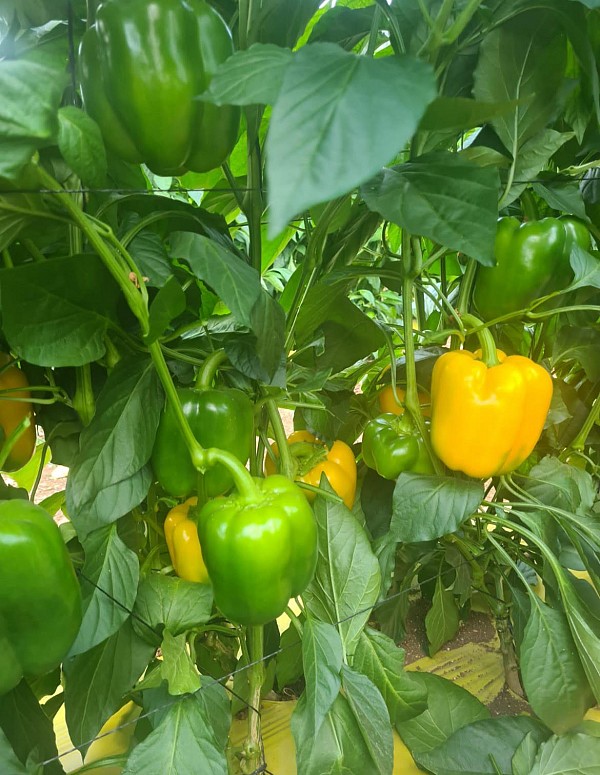 Durries pepper seeds blocky yellow