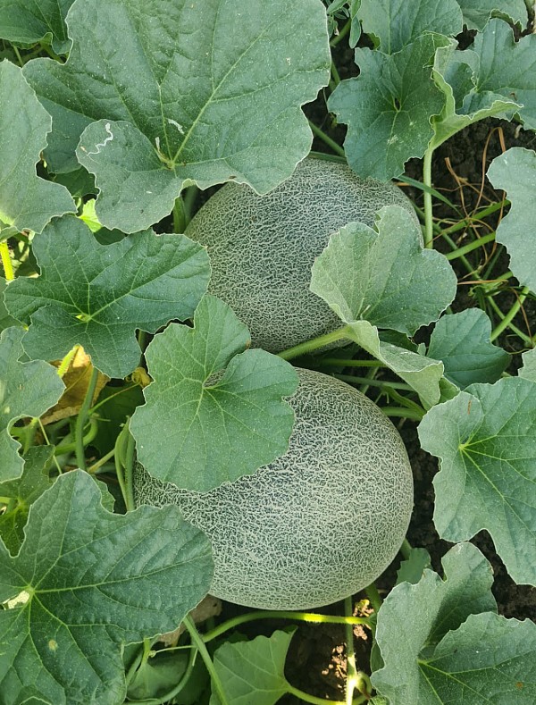 Parilla F1 Melon Seeds 500 seeds