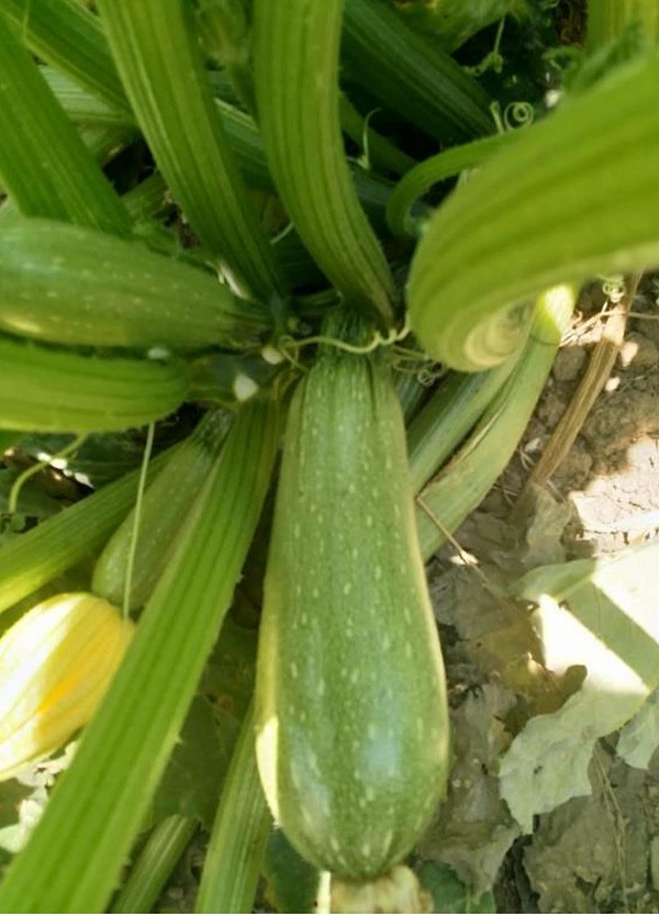 Colosseo zucchini seeds standard