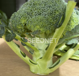 MONTY BROCCOLI SEEDS 2500