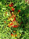 Sarah Tomato seeds Beef