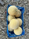 Suzan Melon Seeds Galia