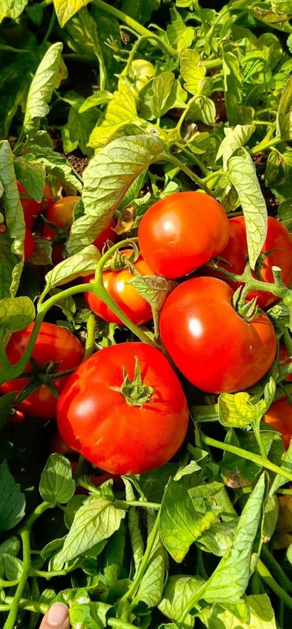 Sarah Tomato seeds Beef