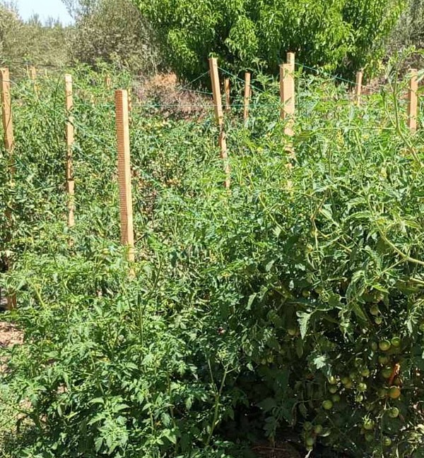 Nysiros Tomato Seeds Specialties