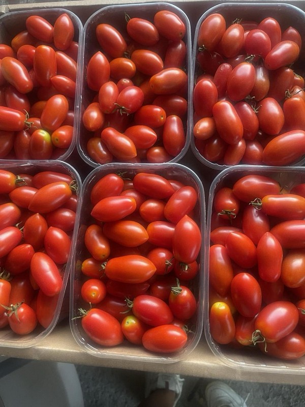 Nysiros Tomato Seeds Specialties