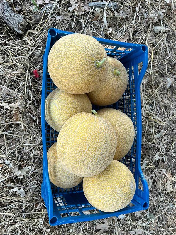 Suzan Melon Seeds Galia