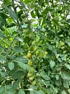 Cerise F1 Tomato Seeds 100 seeds