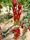 Cerise F1 Tomato Seeds 100 seeds