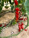 Cerise F1 Tomato Seeds 100 seeds