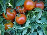 Faidra tomato beef-1000 seeds