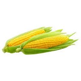 Sweetcorn seeds COSTA-5000 seeds