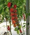 Cerise F1 Tomato Seeds 100 seeds