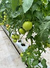 Dion F1 Tomato Seeds 500 seeds