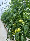 Dion F1 Tomato Seeds 500 seeds