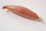 ZEBRUNE