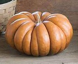 Musque de provence pumpkin-1000 seeds