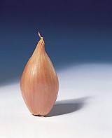 Conservor F1 Onion Seeds 10000 seeds