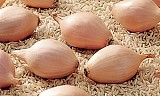 Onion Seeds INNOVATOR 10000