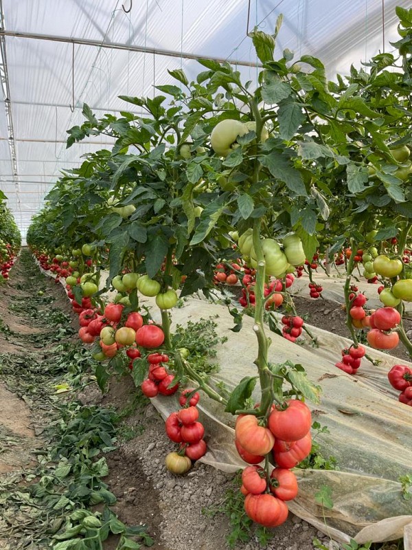 Cody Tomato F1 Seeds 500 seeds