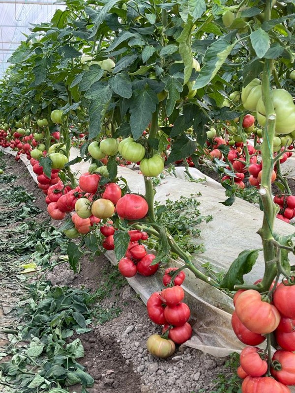 Cody Tomato F1 Seeds 500 seeds