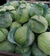 New Midorimaru F1 Cabbage Seeds 2500 seeds
