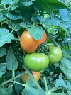 Nura F1 Tomato Seeds 1000 seeds