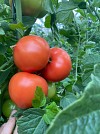 Nura F1 Tomato Seeds 1000 seeds