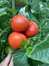 Nura F1 Tomato Seeds 1000 seeds