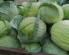 New Midorimaru F1 Cabbage Seeds 2500 seeds