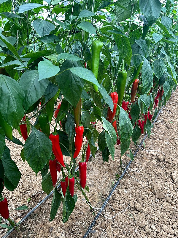 Brandy Red F1 Pepper Seeds 1000 seeds