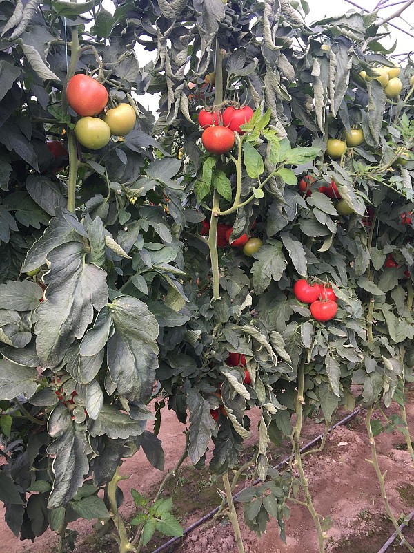 Frooseny tomato seeds beef-1000 seeds
