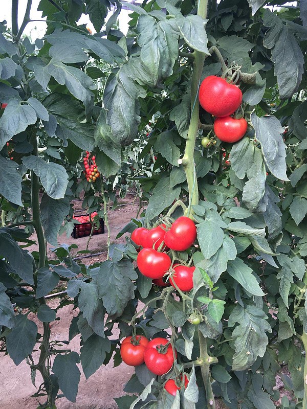 Frooseny tomato seeds beef-1000 seeds