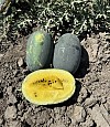 Watermelon seeds Sugar Yellow-100 seeds