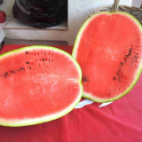 Watermelon seeds Denver-500 seeds