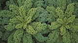 Kale seeds Darkibor-2500 seeds